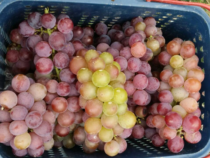 圣元家人體驗(yàn)農(nóng)家樂