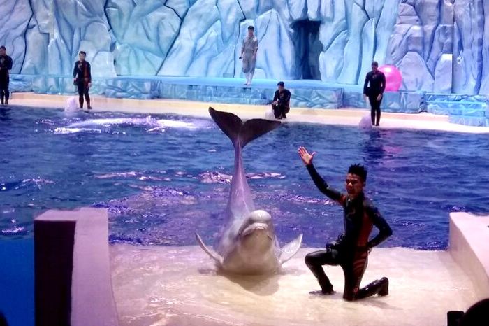 圣元伙伴觀看白鯨精彩表演 圣元伙伴觀看白鯨精彩表演