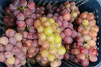 圣元家人體驗(yàn)農(nóng)家樂