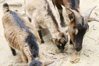 圣元電器家人來喂小山羊咯！